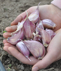 Bair Organics Seed Garlic, Chesnok Hardneck Organi