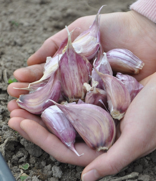 Bair Organics Seed Garlic, Chesnok Hardneck Organi