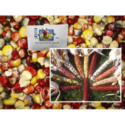 Mandan Bride Flour Corn Seed, Organic