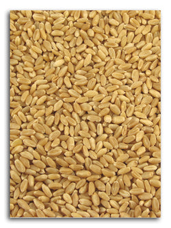 Hard White Wheat Berries,Organic