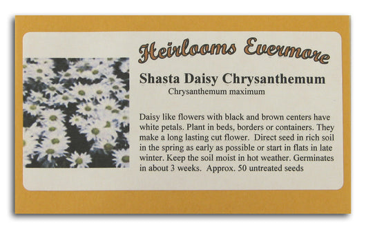 Shasta Daisy Chrysanthemum