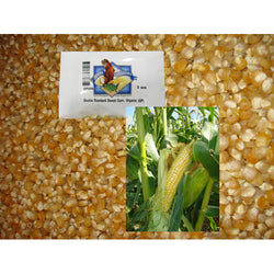 Double Standard Sweet Corn Seed, Organic