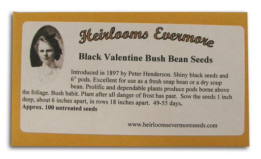 Black Valentine Bush Bean Seeds