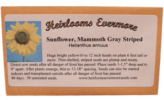 Sunflower Mammoth Gray Striped