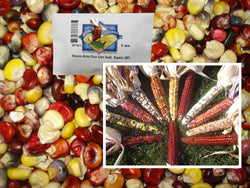 Mandan Bride Flour Corn Seed, Org.